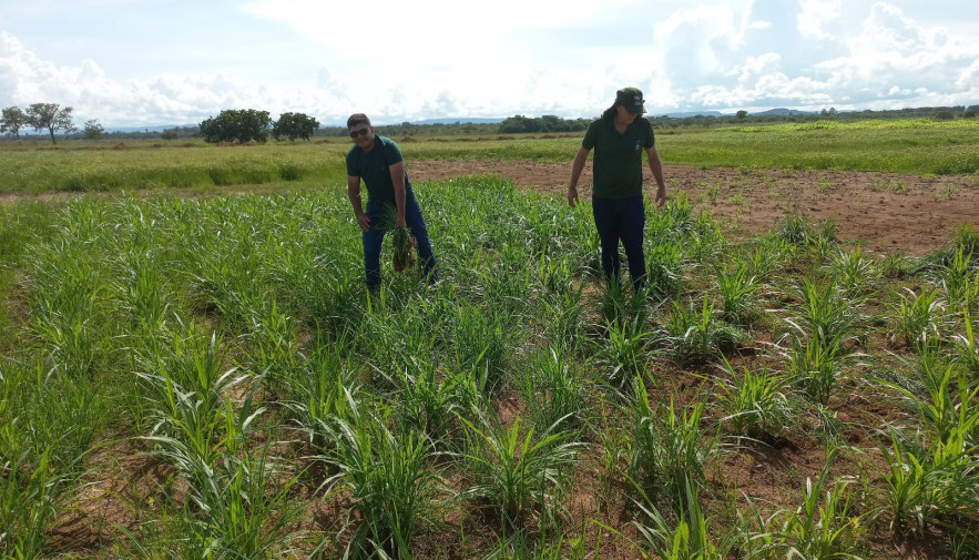 Governo do Tocantins e Embrapa levam tecnologias com potencial produtivo para Agrotins 2024