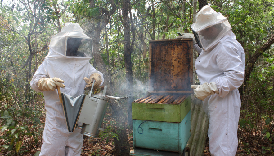 Apicultor apresentará protótipo para monitorar colônias de abelhas e aumentar produtividade do mel na Agrotins 2024