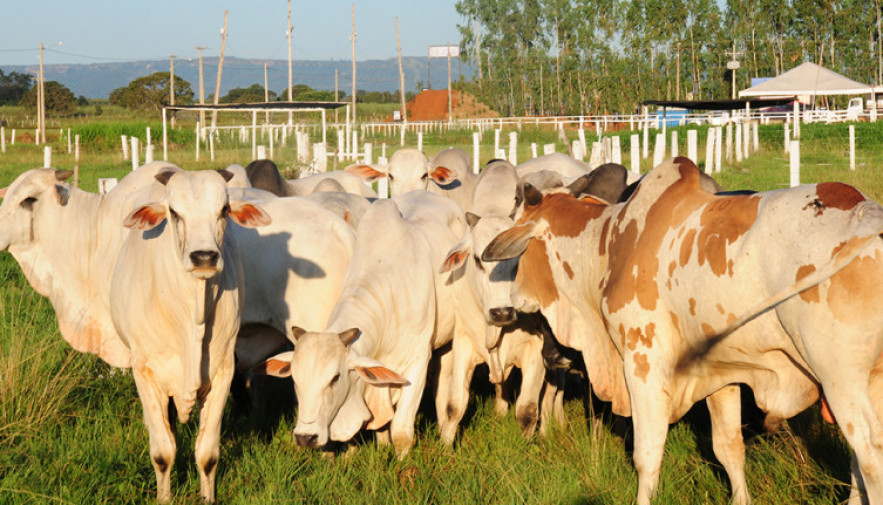 Governo do Tocantins apresenta potencial genético do rebanho bovino e equídeo na Agrotins 2024