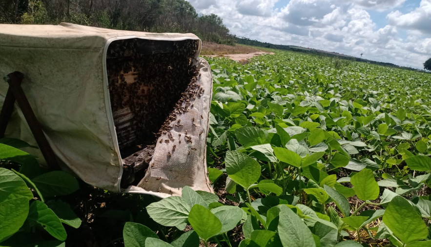 Agrotins 2024 apresenta tecnologia de polinização de abelhas para aumentar a produtividade nas lavouras de soja