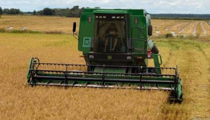 Produção de arroz irrigado no Tocantins aumenta em 11,7 % em área plantada