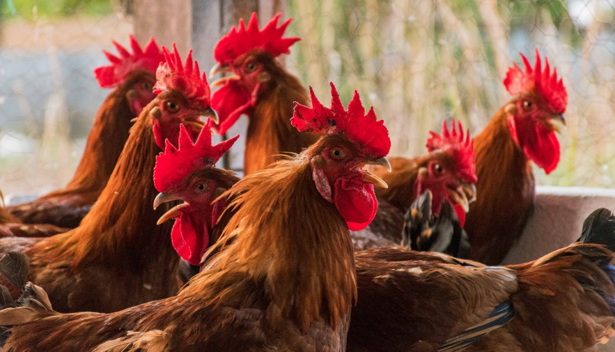 Governo do Tocantins finaliza estudos sorológicos para comprovação de ausência de doenças em aves e suínos