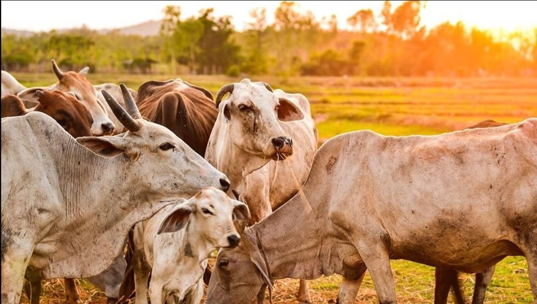 A Ascensão do Touro: Uma Jornada Através da Pecuária Bovina no Tocantins