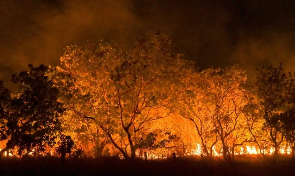 Impacto das Queimadas e Iniciativas de Restauração no Tocantins